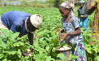 Programme d'appui au sous-secteur de l'irrigation : Le défi de développer le secteur  agricole au Mali